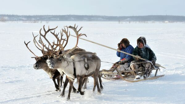 Reindeer Herder's Day near Yamal Peninsula (northwest Siberia) - Sputnik International