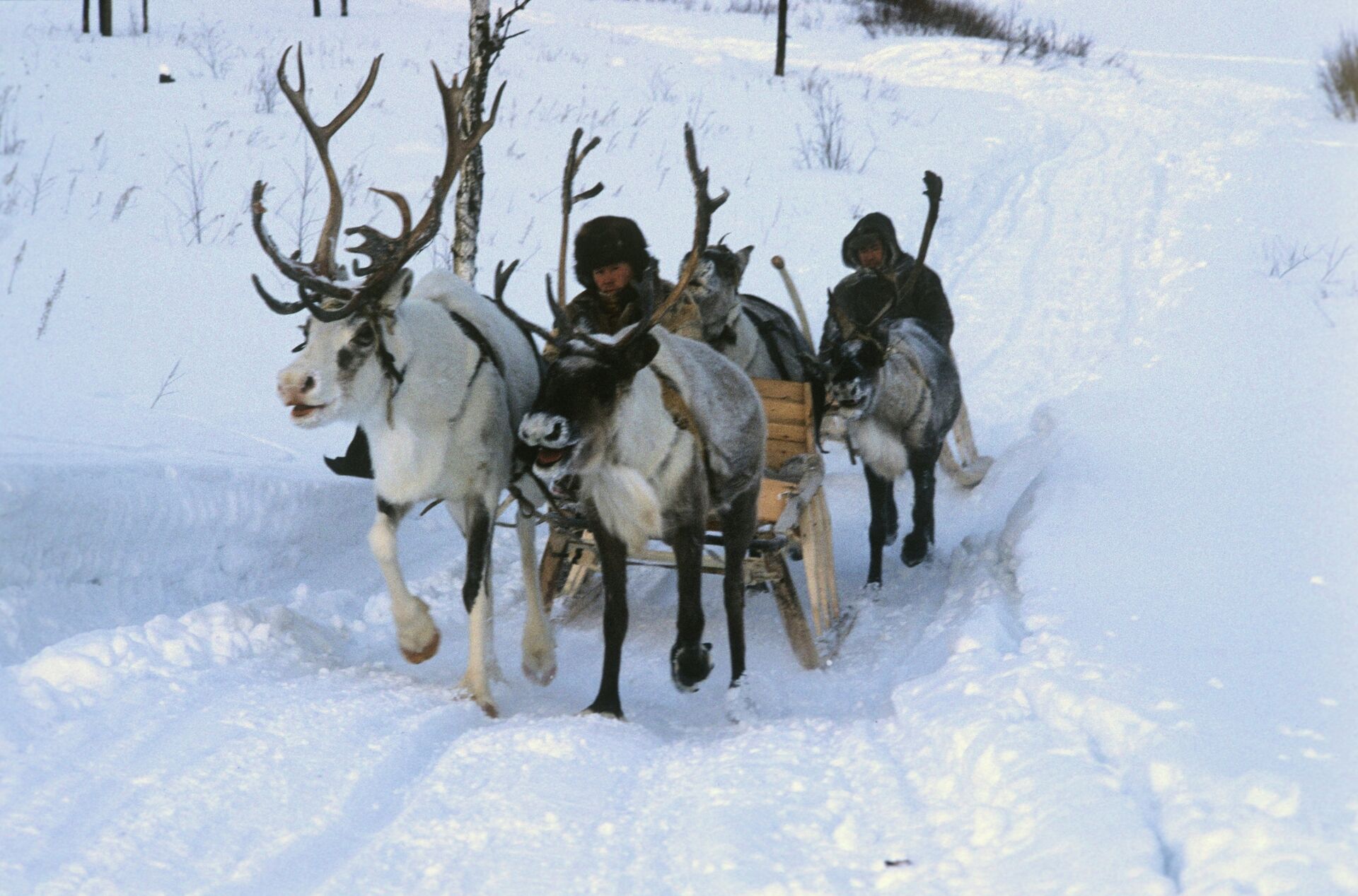 Reindeer teams ride on the winter road - Sputnik International, 1920, 27.10.2021