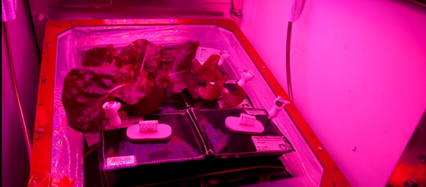 Red romaine lettuce grown onboard the International Space Station. - Sputnik International