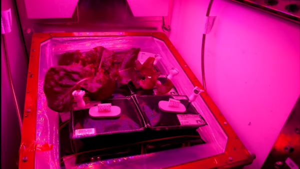 Red romaine lettuce grown onboard the International Space Station. - Sputnik International
