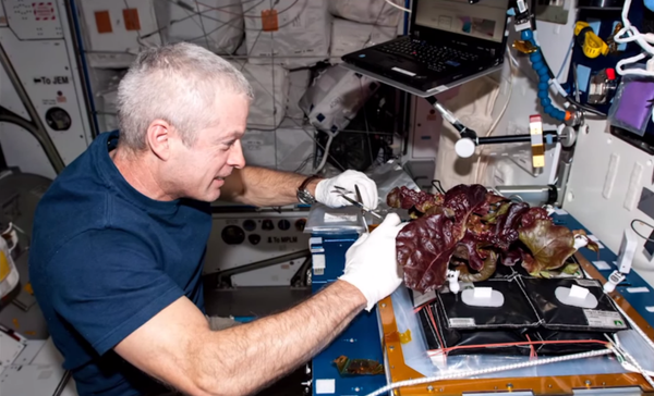 An astronaut maintains the harvest. - Sputnik International