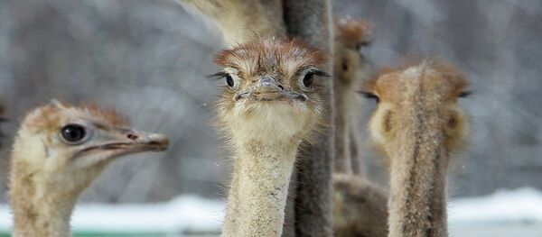 Ostrich farm in village of Kozishche, Belarus - Sputnik International