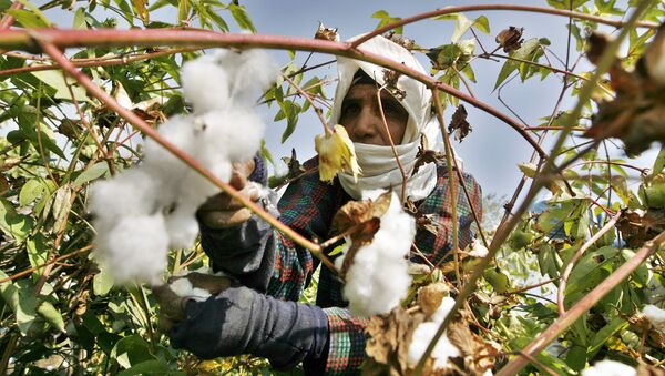 An Egyptian farmer collects the cotton harvest at a farm in al-Massara village near the Nile delta city of Mansura, 130 kms north of Cairo, on September 22, 2009 - Sputnik International