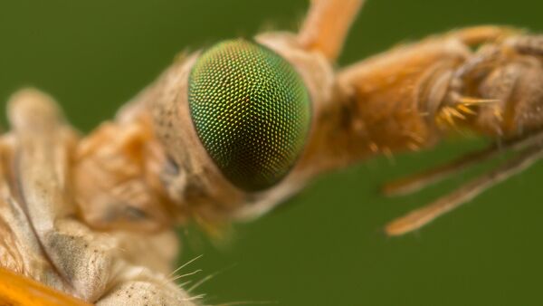 Insect Eye - Sputnik International