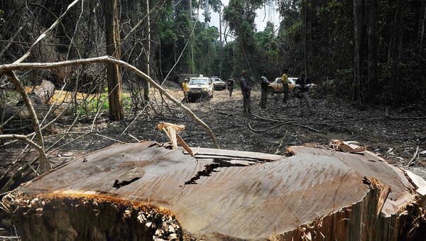 Members of the Chico Mendes Environmental Institute find an illegal woodcutting site at the Trairao Amazonic forest reserve, west of the Para state, northern Brazil - Sputnik International