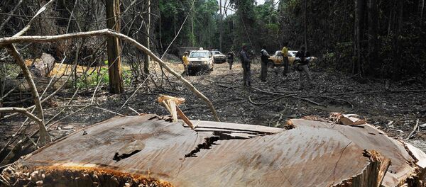 Members of the Chico Mendes Environmental Institute find an illegal woodcutting site at the Trairao Amazonic forest reserve, west of the Para state, northern Brazil - Sputnik International
