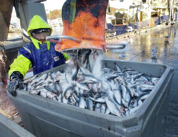 Dock worker Rick Libero, of Gloucester, Mass., processes herring at the Jodrey State Fish Pier in Gloucester Dock worker Rick Libero, of Gloucester, Mass., processes herring at the Jodrey State Fish Pier in Gloucester - Sputnik International