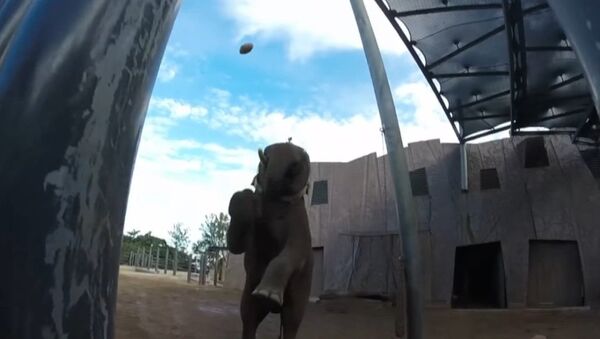 Elephant Drop Kicks Rugby Ball - Sputnik International