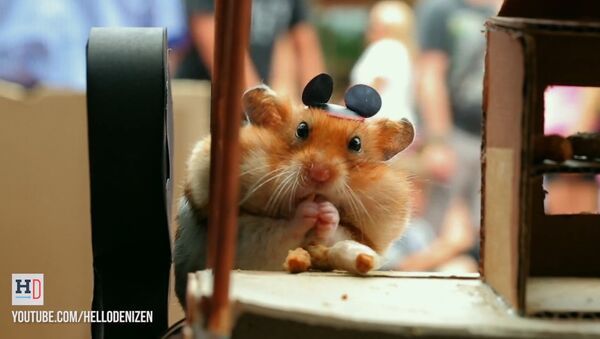 Tiny Hamster's Best Day Ever at Walt Disney World - Sputnik International