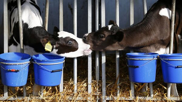 Calves at Beacon Farm near Birmingham, Britain - Sputnik International