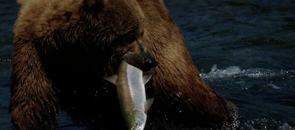 Bear - Sputnik International