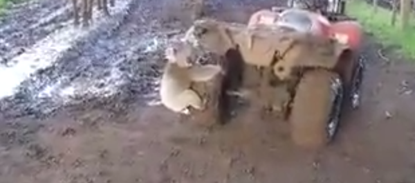 Geting chased by koala - Sputnik International