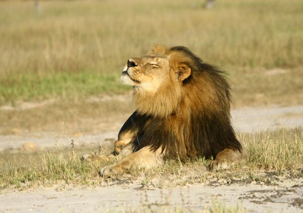 Cecil the lion is seen at Hwange National Parks in this undated handout picture received July 31, 2015 Cecil the lion is seen at Hwange National Parks in this undated handout picture received July 31, 2015 - Sputnik International