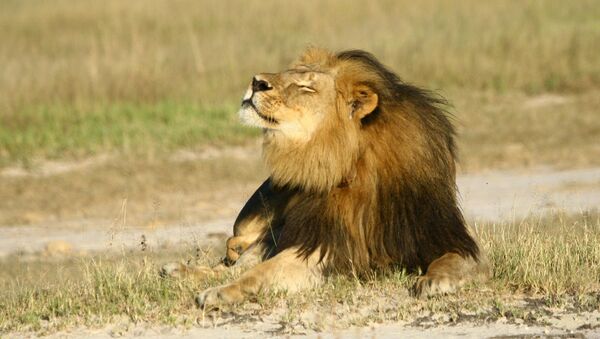 Cecil the lion is seen at Hwange National Parks in this undated handout picture received July 31, 2015 - Sputnik International