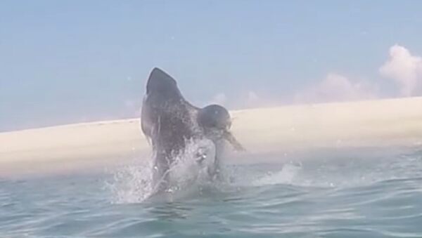 Great White Jumps Out of Water Chasing Seal - Sputnik International
