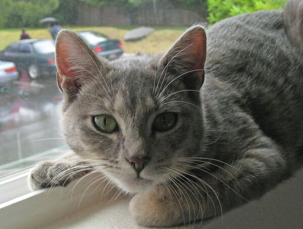 Cat Cat - Sputnik International