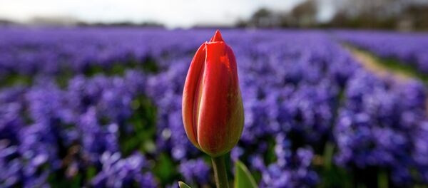 A lone tulip sprouts up in a field of blossoming hyacinths near Lisse, Netherlands, Thursday, April 16, 2015 - Sputnik International