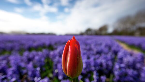 A lone tulip sprouts up in a field of blossoming hyacinths near Lisse, Netherlands, Thursday, April 16, 2015 - Sputnik International