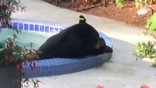 Bear Just Chilling in the Hot Tub - Sputnik International