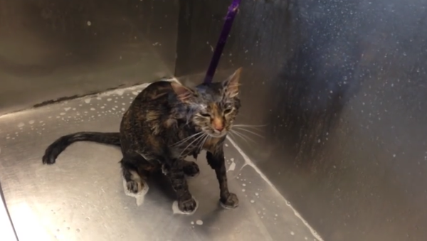 Cat says no more during her bath! - Sputnik International