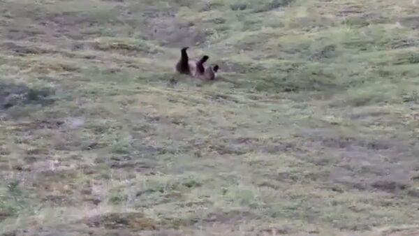 Clumsy grizzly bear cracks up tourists by rolling down hill - Sputnik International