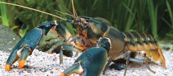 Cherax snowden Cherax snowden - Sputnik International