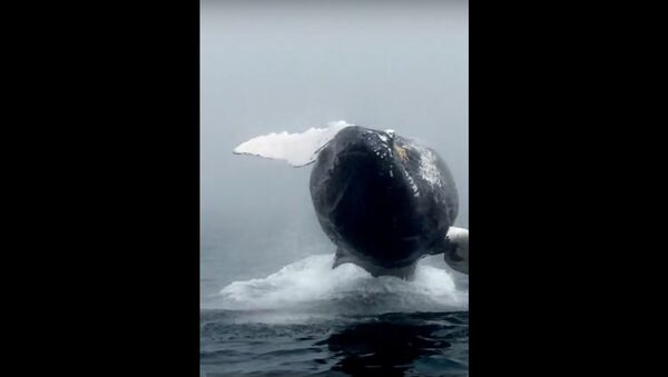 A whale of a time - Sputnik International