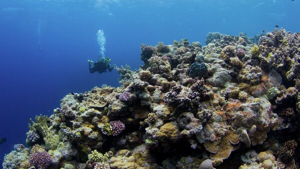 A diver swims near the Great Barrier Reef off the coast of Australia. - Sputnik International