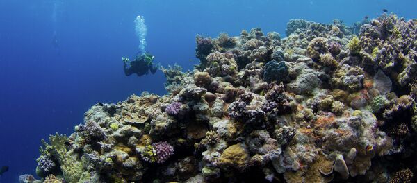 A diver swims near the Great Barrier Reef off the coast of Australia. A diver swims near the Great Barrier Reef off the coast of Australia. - Sputnik International