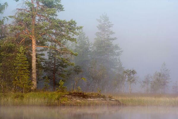 Northern Wonderland: Woodland of Russian Karelia - Sputnik International