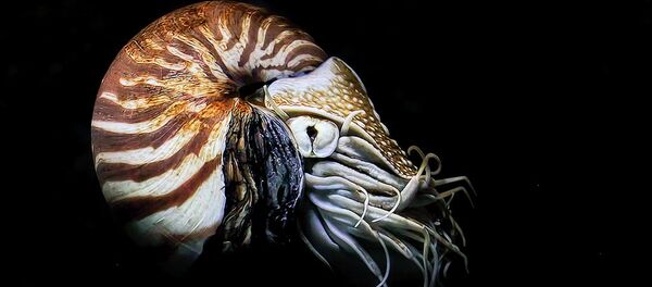 Nautilus Nautilus - Sputnik International