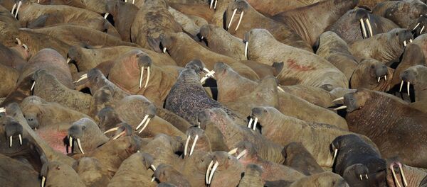 Walrus rookery - Sputnik International