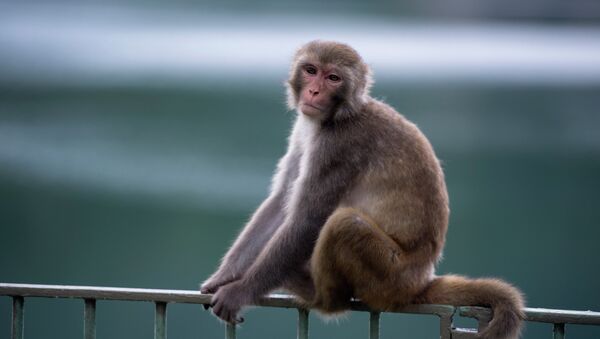 A macaque monkey sits on a fence in a country park in Hong Kong. - Sputnik International