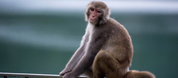A macaque monkey sits on a fence in a country park in Hong Kong. A macaque monkey sits on a fence in a country park in Hong Kong. - Sputnik International