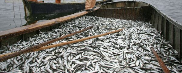 US, Russia to Sign Bilateral Agreement to Combat Illegal Fishing US, Russia to Sign Bilateral Agreement to Combat Illegal Fishing - Sputnik International