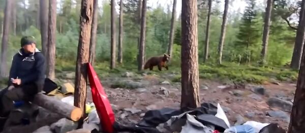 The Rabbit song and a bear. - Sputnik International