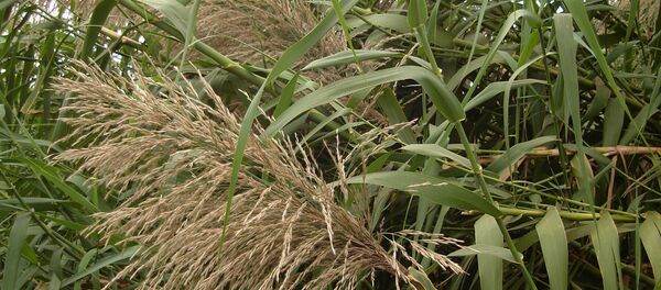 Miscanthus Miscanthus - Sputnik International