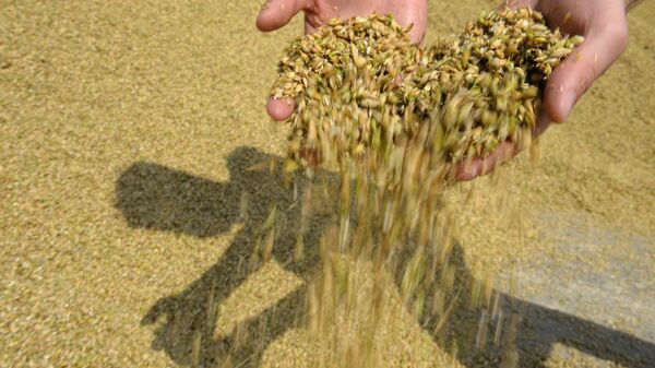 Grain squashed during crop harvesting - Sputnik International