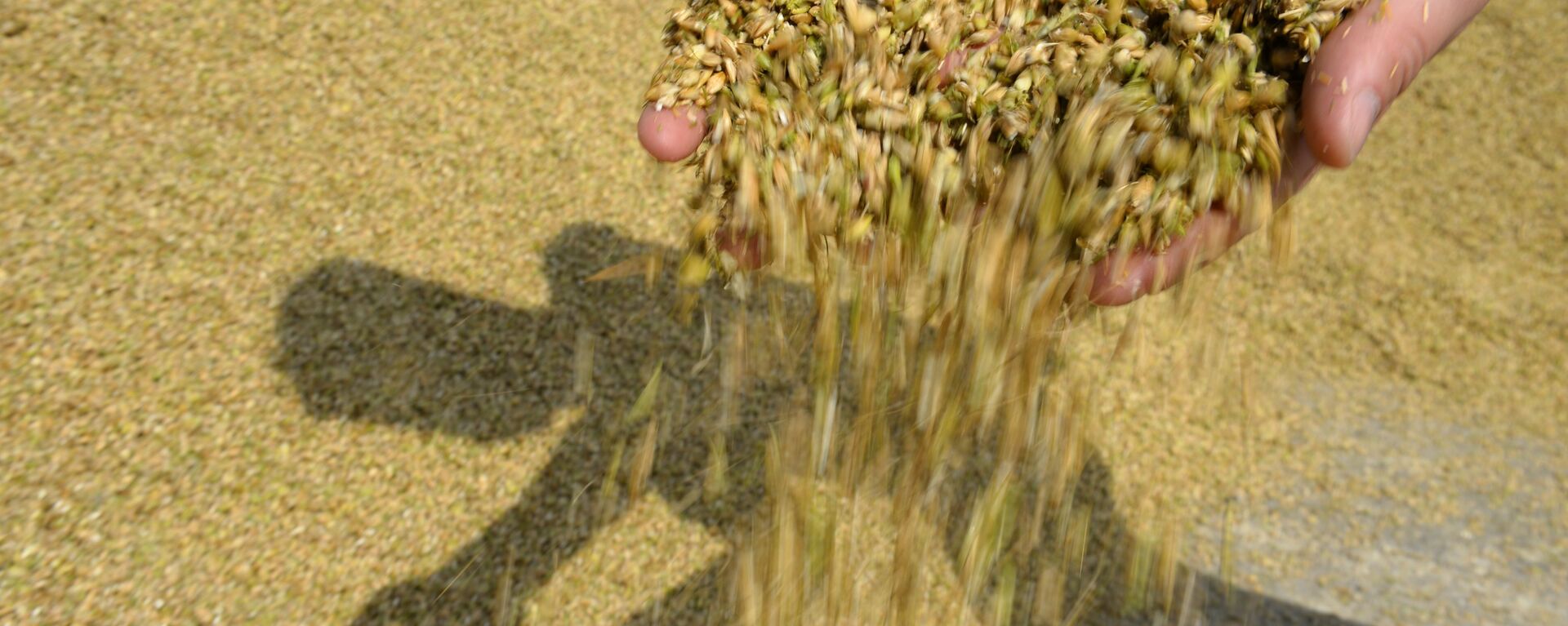 Grain squashed during crop harvesting. File photo. - Sputnik International, 1920, 15.07.2023