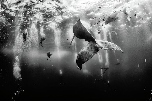 I believe in pure and limitless creative power and try to avoid all stereotypes regarding what I do with my camera and with the photographs I create. The first place winner of the National Geographic Traveler Photo Contest 2015, the photograph shows divers with a humpback whale and her newborn calf while they cruise around Roca Partida in the Revillagigedo [Islands], Mexico. - Sputnik International