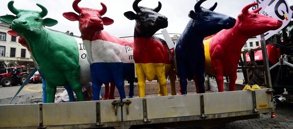 Fake cows brought by dairy farmers staging a demonstration stand in front of the European Parliament during a protest against the end of European milk quotas, in Brussels, March 31, 2015 - Sputnik International