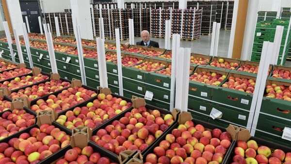 Roman Jagielinski, Polish president of group fruit growers in Regnow poses behind boxes with apples in Polish fruit factory Roja in Regnow, Poland - Sputnik International