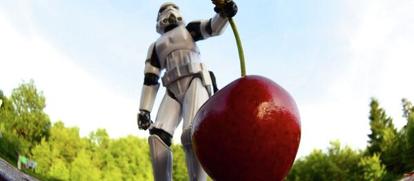 Is this cherry a (GMO) Genetically modified organism? Is this cherry a (GMO) Genetically modified organism? - Sputnik International