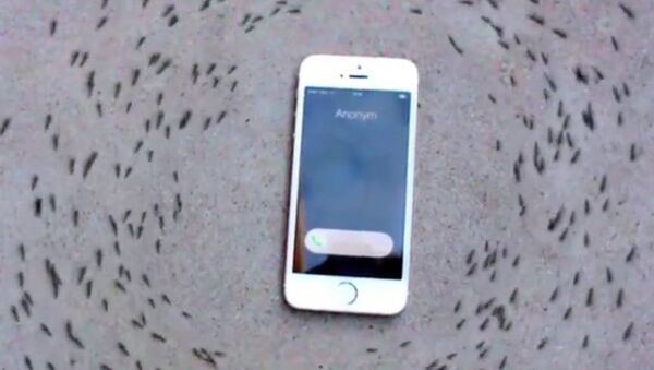 Ants Circling an iPhone - Sputnik International
