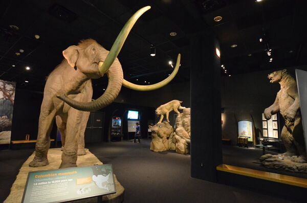 Life-like replica of a Columbian Mammoth in the Boston Museum of Science  - Sputnik International