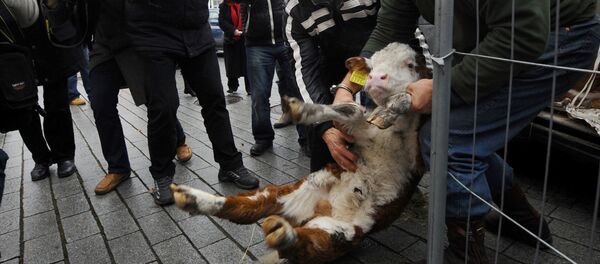 Two of some 500 Estonian farmers hold a calf during a protest in front of the Estonian Parliament in the center of Tallinn (file) - Sputnik International