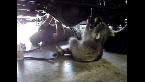Funny animals Raccoon Mechanic - Sputnik International