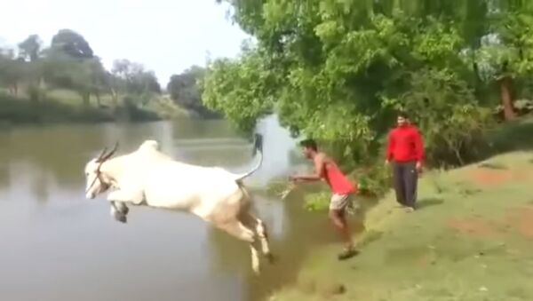 Bull Giving Diving Lessons ? Indian Guy Jumps In Water With His Cow - Sputnik International