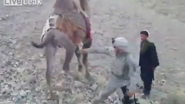 Taliban Camel Gives US Soldier A Good Kick - Sputnik International