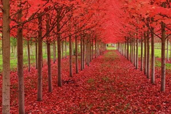 Under a blood red sky of autumn in St. Louis, Oregon - Sputnik International